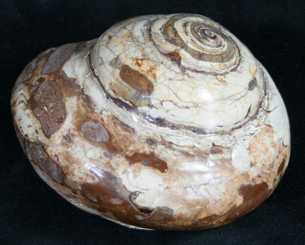 Giant Fossil Snail (Pleurotomaria) - Madagascar #9539